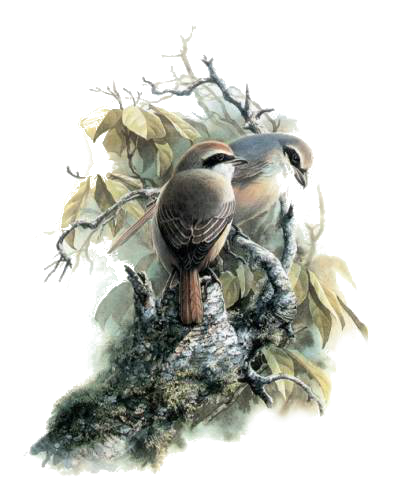 őszi állatok_53.png